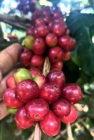 Green bean gayo coffee beans