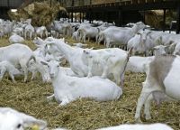 white saanen goats for sale