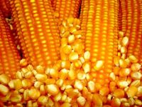 corn