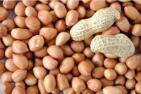 Groundnut