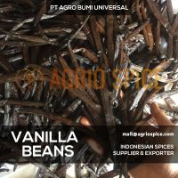 Vanilla Beans - Vanilla Tahitensis Indonesian Best Vanilla Pods