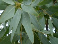 Eucalyptus leaves