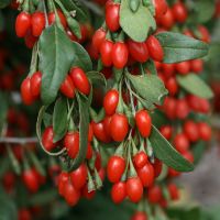 Goji Berry