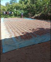 high quality cocoa beans dried Grade A