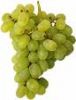 Fresh Grapes (White)