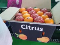 FRESH CITRUS FRUITS |ORANGES | LEMONS | APPLE |BANANA