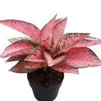AGLONEMA PINK RUBY (Live Ornamental Plant)