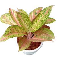 AGLONEMA BIG ROY (Live Ornamental Plant)