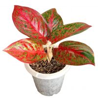 AGLONEMA RED STARDUST (Live Ornamental Plant)