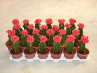 https://es.tradekey.com/product_view/Cacti-506563.html