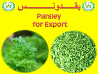  Dried Parsley for export 