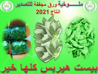  Molokhia Dried leaves  for export production 2021