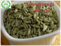 fennel for export 2021