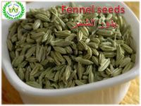 fennel for export