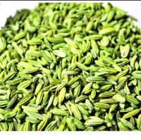 fennel for export