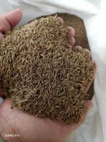 caraway for export