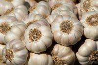 Garlic  - Allium Sativum