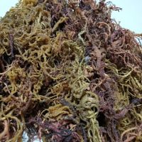Organic Wildcraft Sea Moss