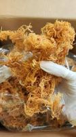 Organic Wildcraft Sea Moss