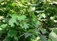 Ramie Root & Leaf  Extract (Boehmeria Nipononivea)