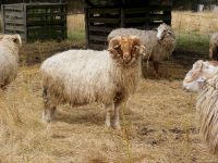 Awassi Sheep