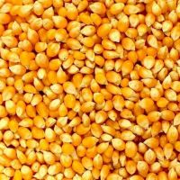 Dried Yellow Maize Seeds