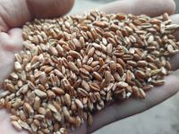 Milling wheat 11.5% Ukraine origin containers shipment