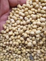 Soybean NON GMO and GMO