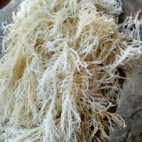 Sago Flour, Seaweed