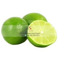 Fresh Lime Citrus Fruit from Vietnnam