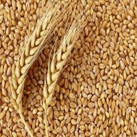 Grade Soft Milling Wheat Grain