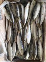 Frozen Fresh Sardine fish Seafood Wholesale Price 100% Exportable Top Quality 