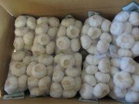 Wholesale Fresh white garlic from super garlic factory/ garlic g1