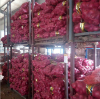 Best Quality Wholesale cheap Price Fresh Red Onion