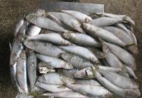 wholesale low price frozen sardines fish for bait