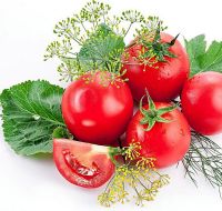 New Season Fresh tomato for sale