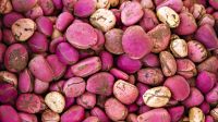 kola nuts