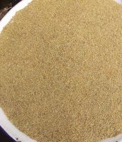 Pearl Millet