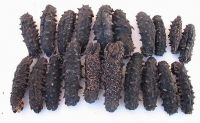 Sell Dried sea cucumber