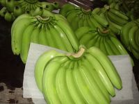 Sell Fresh Cavendish Banana - Philippines