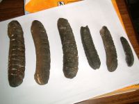 Sell DRIED SEA CUCUMBER