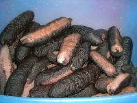 Sell DRIED SEA CUCUMBER  Kajino Black fish