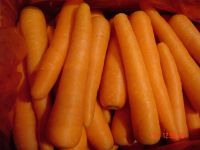 Sell fresh carrot