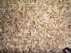 Sell Dehydrated Yellow Mealworms