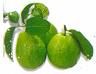 Sell Fresh Fruit, Fresh Preserved Gauva, Fresh Lemon,fresh Preseved Vegetab