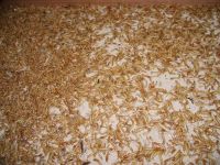 Sell mealworms of pet food for birds and hamster and scorpion