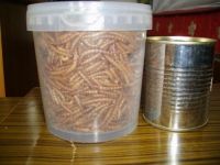 Sell mealworms  for hamster reptile tropical  fish  pet food