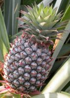 Sell Fresh Pineapple