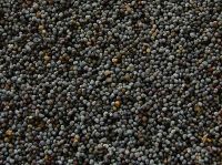 Sell Blue poppy seeds, crop 2009