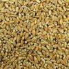 Sell Wheat Grain